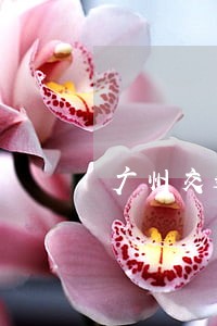 广州交通事故在线律师咨询 广州交通事故在线律师咨询