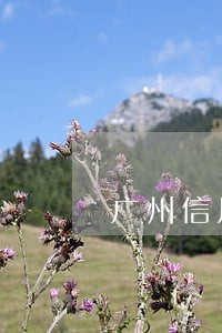 广州信用卡逾期3天上征信吗 广州信用卡逾期3天上征信吗