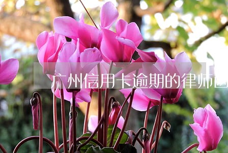 广州信用卡逾期的律师函 广州信用卡逾期的律师函