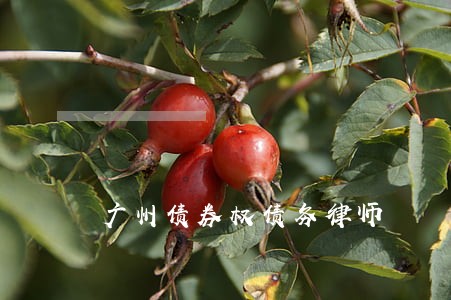 广州债券权债务律师 广州债券权债务律师