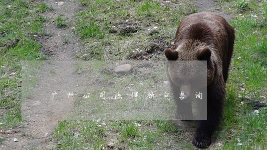 广州公司法律顾问咨询 广州公司法律顾问咨询