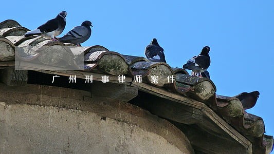 广州刑事律师案件 广州刑事律师案件