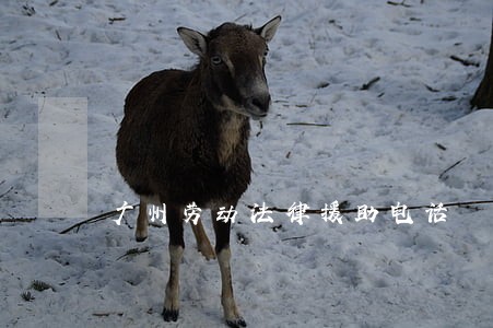 广州劳动法律援助电话 广州劳动法律援助电话