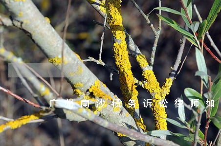 广州南沙债务诉讼律师如何委托 广州南沙债务诉讼律师如何委托
