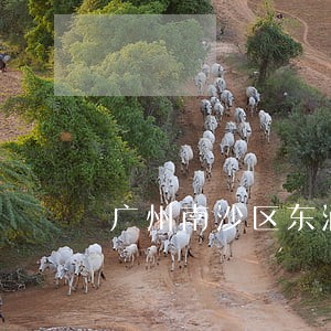 广州南沙区东涌镇律师排行榜 广州南沙区东涌镇律师排行榜