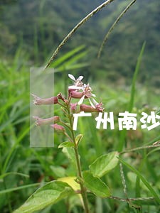 广州南沙区房产律师费用