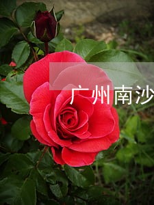 广州南沙房产律师团推荐 广州南沙房产律师团推荐