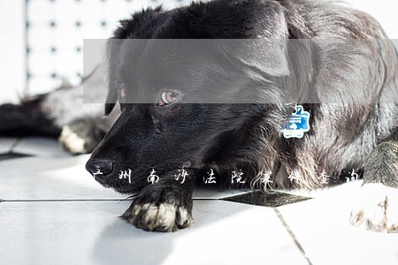 广州南沙法院案件查询 广州南沙法院案件查询