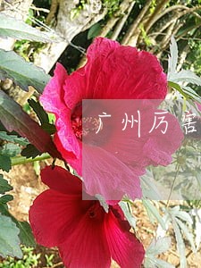 广州厉害的刑事辩护律师哪个好 广州厉害的刑事辩护律师哪个好