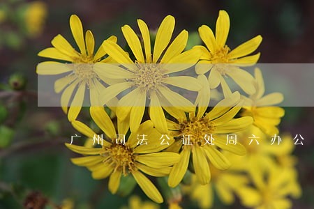 广州司法公证处周六办公吗 广州司法公证处周六办公吗
