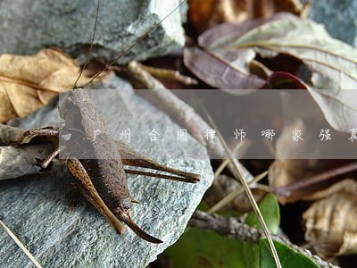 广州合同律师哪家强真心诚信