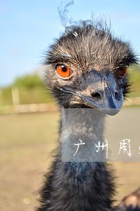 广州周边公司风险防范律师事务所 广州周边公司风险防范律师事务所