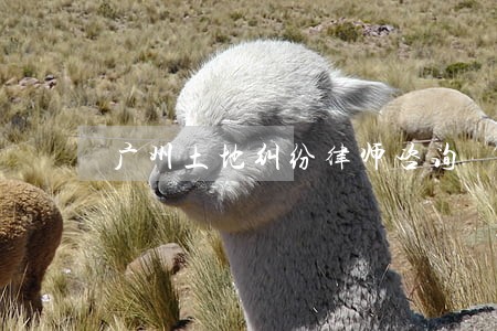 广州土地纠纷律师咨询 广州土地纠纷律师咨询