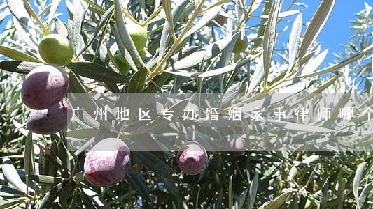 广州地区专办婚姻家事律师哪个好 广州地区专办婚姻家事律师哪个好