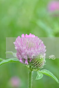 广州地区刑事官司律师有哪些 广州地区刑事官司律师有哪些