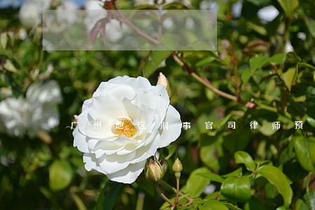 广州地区刑事官司律师预约电话 广州地区刑事官司律师预约电话