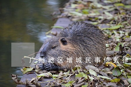 广州地区增城民事债务律师 广州地区增城民事债务律师
