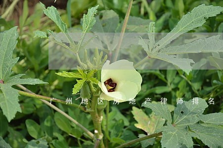 广州地区房地产律师排名 广州地区房地产律师排名