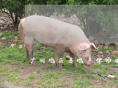 广州地区房地产律师排行 广州地区房地产律师排行