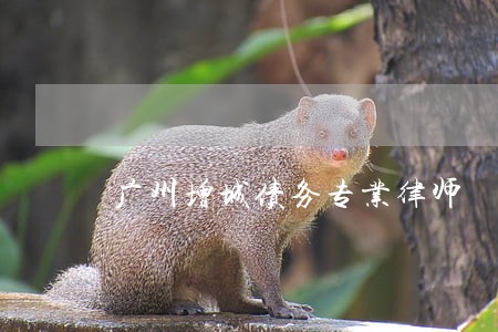 广州增城债务专业律师 广州增城债务专业律师