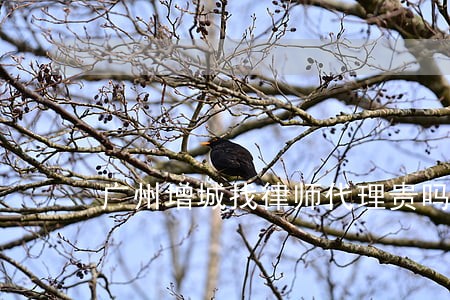 广州增城找律师代理贵吗 广州增城找律师代理贵吗