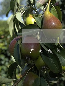 广州天河债务执行律师费用 广州天河债务执行律师费用