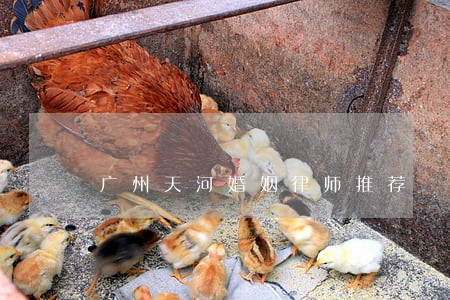 广州天河婚姻律师推荐 广州天河婚姻律师推荐