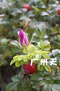 广州天河故意上海罪律师推荐 广州天河故意上海罪律师推荐