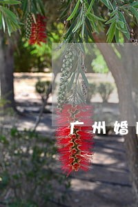 广州婚后债务律师 广州婚后债务律师
