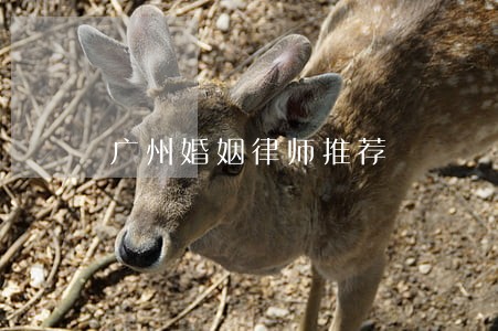 广州婚姻律师推荐 广州婚姻律师推荐