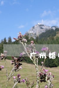广州婚姻法律师电话 广州婚姻法律师电话