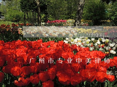 广州市专业中美律师 广州市专业中美律师