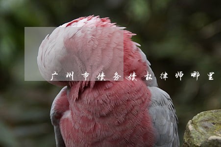 广州市债务债权律师哪里找