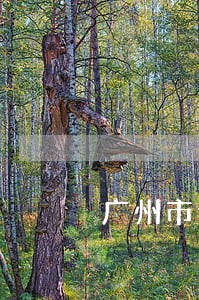 广州市债务执行律师哪个好 广州市债务执行律师哪个好