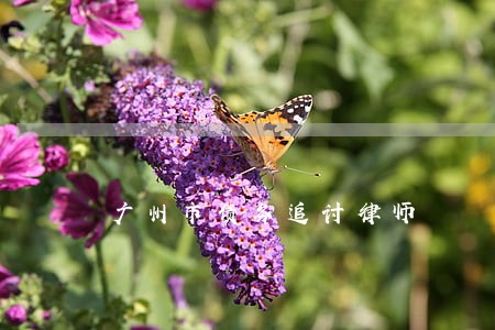广州市债务追讨律师 广州市债务追讨律师