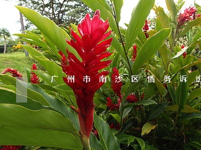 广州市南沙区债务诉讼律师 广州市南沙区债务诉讼律师