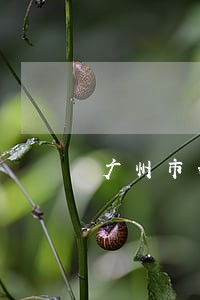 广州市婚姻法律咨询律师 广州市婚姻法律咨询律师