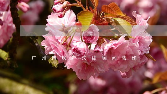 广州市房产法律顾问咨询 广州市房产法律顾问咨询