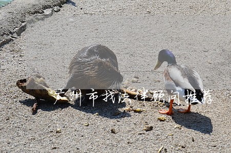 广州市找法律顾问推荐 广州市找法律顾问推荐
