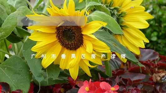 广州市番禺区房产律师
