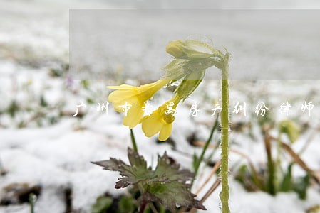 广州市番禺房产纠纷律师 广州市番禺房产纠纷律师