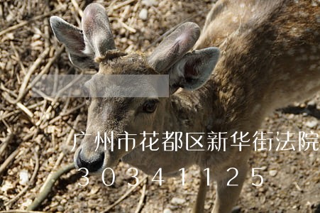 广州市花都区新华街法院拍卖/2023030341125 广州市花都区新华街法院拍卖/2023030341125