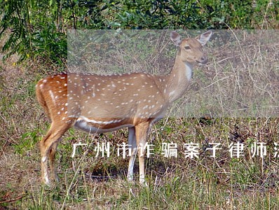 广州市诈骗案子律师法律咨询 广州市诈骗案子律师法律咨询