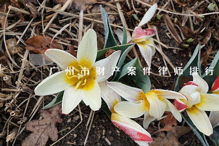 广州市财产案件律师排行欢迎询价 广州市财产案件律师排行欢迎询价