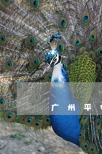 广州平安普惠说贷款逾期 广州平安普惠说贷款逾期