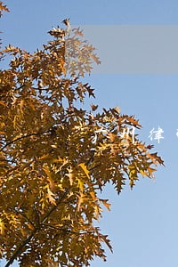 广州律师办理遗产继承 广州律师办理遗产继承