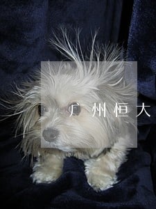 广州恒大法律顾问 广州恒大法律顾问