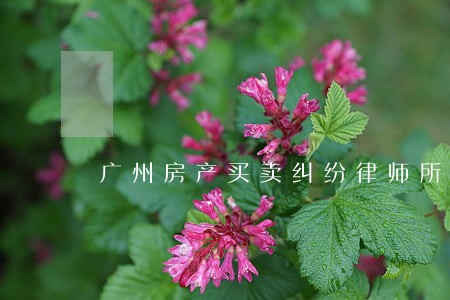 广州房产买卖纠纷律师所 广州房产买卖纠纷律师所
