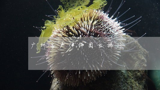 广州房产律师团队排行 广州房产律师团队排行