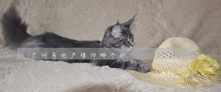 广州房地产律师哪个好